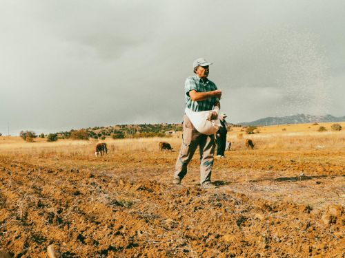 Sower